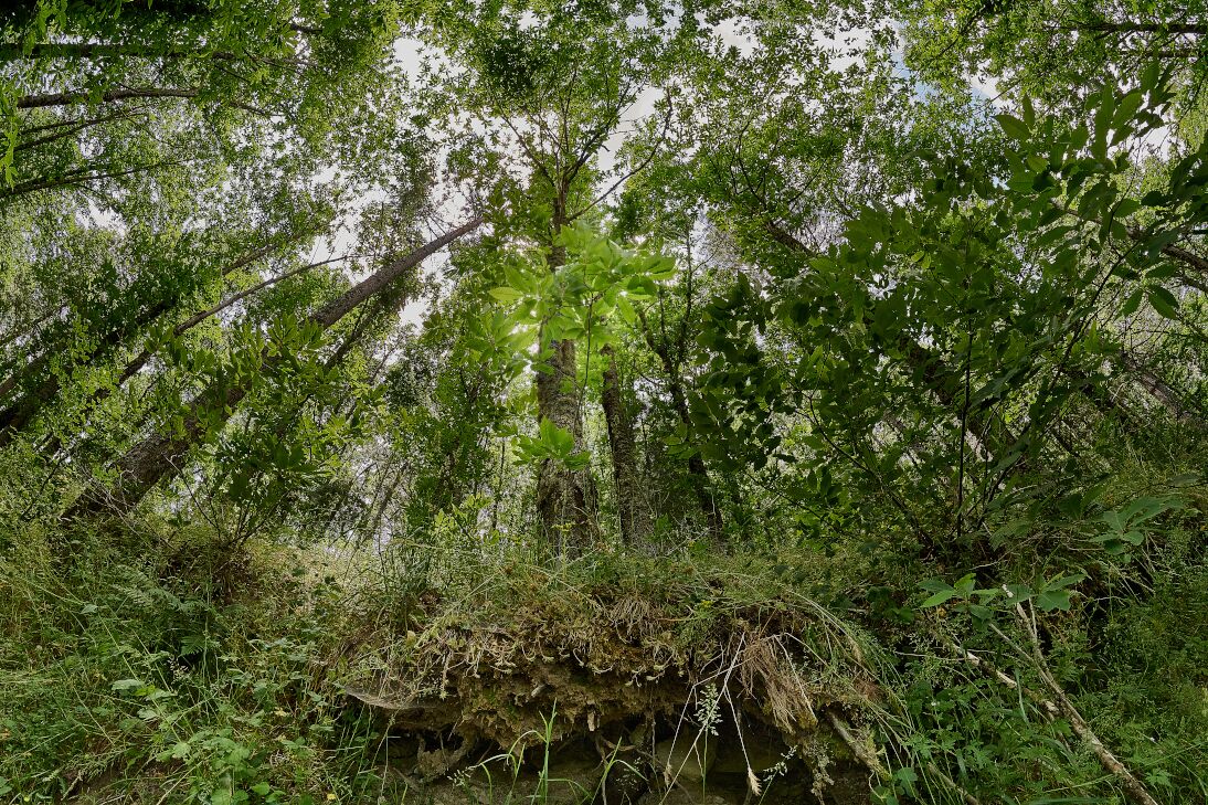 Floresta