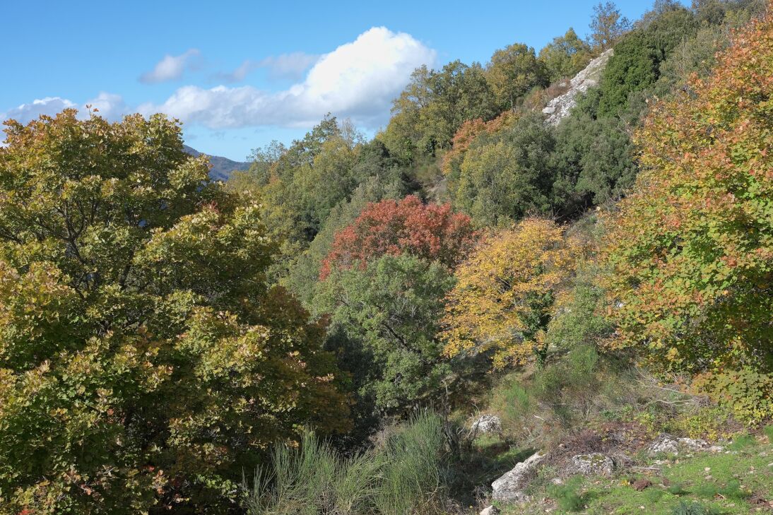 Floresta