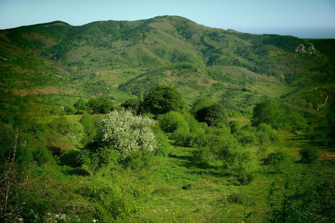 Floresta
