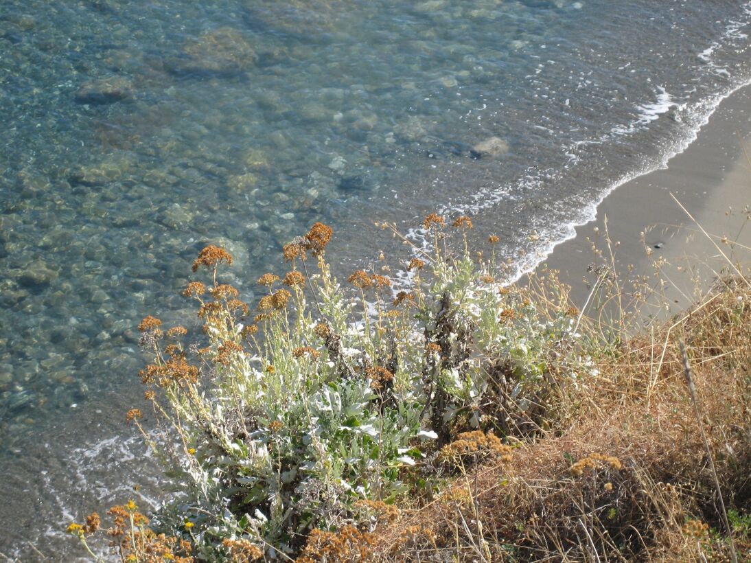 Gioiosa Marea